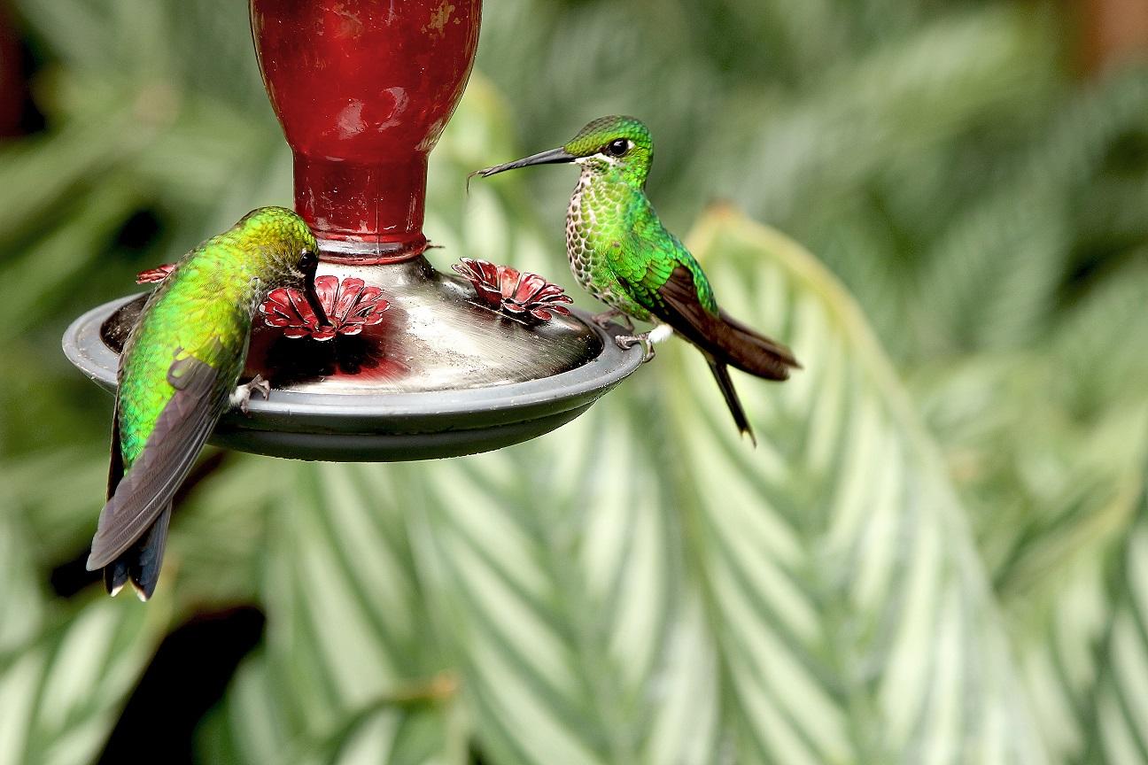 A pair of humming birds at Barra Honda National Park where Projects Abroad Conservation volunteers work in Costa Rica Two humming birds drinking nectar at Projects Abroad's Conservation volunteer placement in Costa Rica